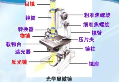 显微镜与硅橡胶的应用领域有哪些